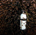   Diver surrounded glassfish inside Cod Hole Julian Rocks Byron Bay Australia  